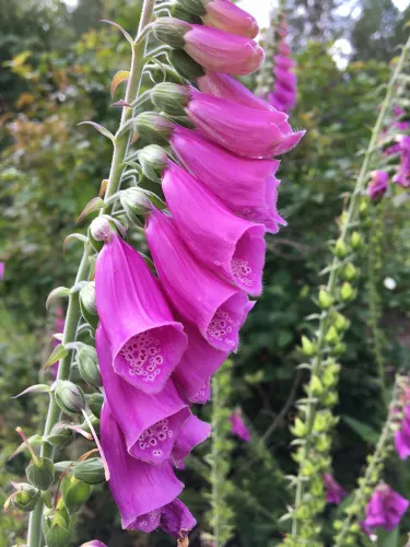 University of Oulu Botanical Gardens