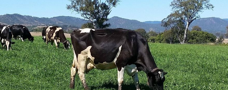 Scenic Rim Robotic Dairy