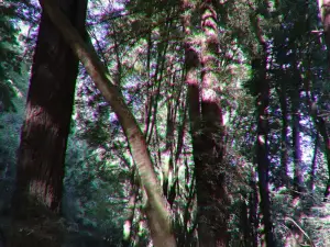 Navarro River Redwoods State Park