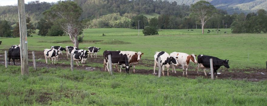 Dungog