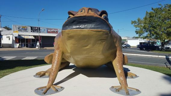 Sarina Big Cane Toad