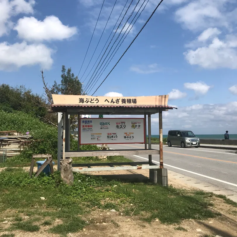 1_Umi-Budou henza Farm