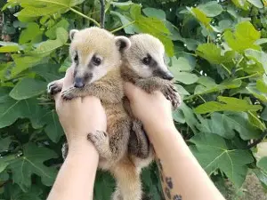 Janda Exotics Animal Ranch