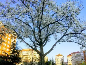 Magnolia Park