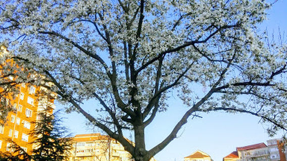 Oradea