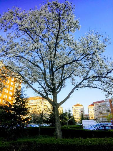 Magnolia Park