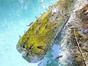 Ojo de Agua Baldiosera