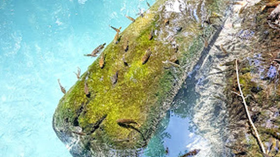 Ojo de Agua Baldiosera