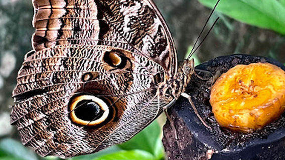 Musée aux insectes - Le planeur bleu