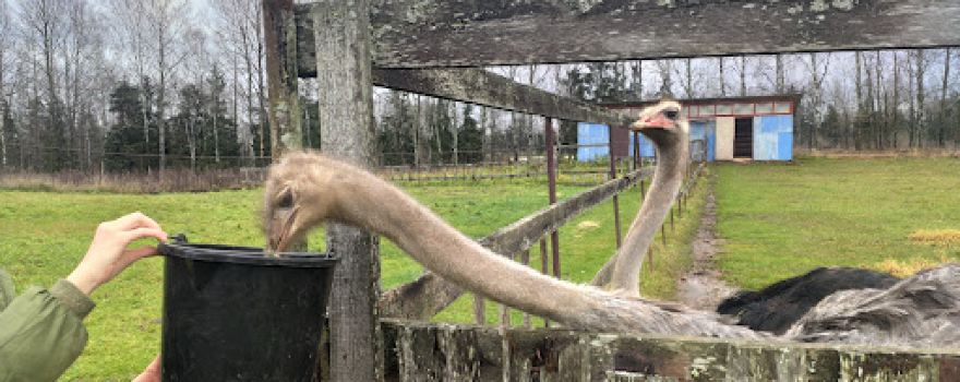 Ostrich farm