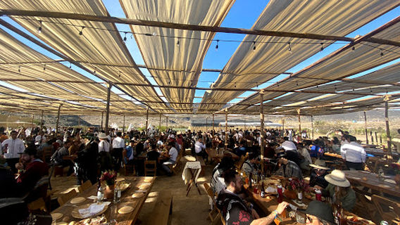 Mezcal Amores campo de agaves