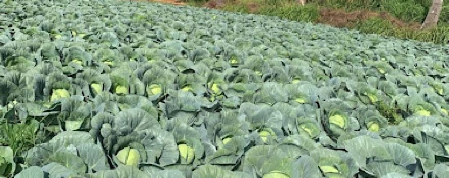 SONARI FARM vivek kakade