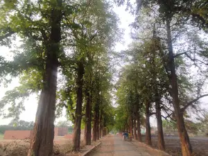 Kurwar Raja Court