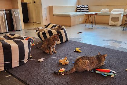 NEKO Cat Cafe Bellingham