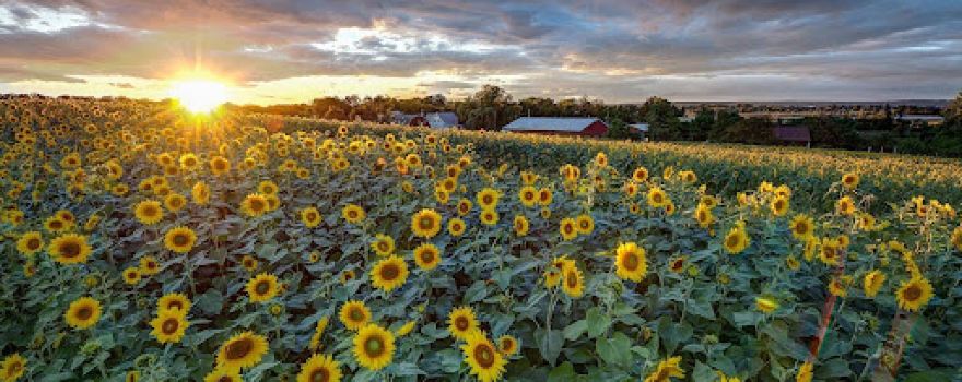 Hennigar's Farm Market