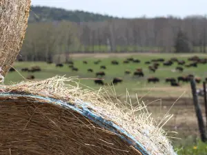 Bison Du Nord