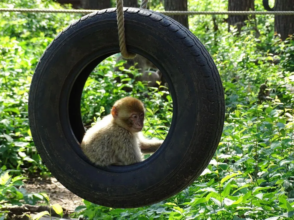 3_Toboggan run and monkey forest Malchow GmbH