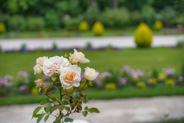 Botanical Garden
