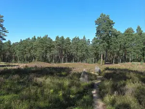 Rezerwat Przyrody Kręgi Kamienne w Odrach