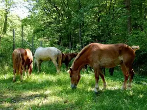 Smoky Mountain Deer Farm and Exotic Petting Zoo