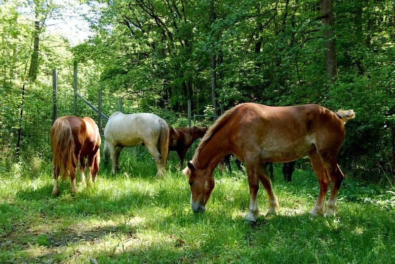 Smoky Mountain Deer Farm and Exotic Petting Zoo