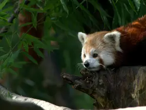 Cleres Zoological Park