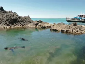 Black Cat Cruises