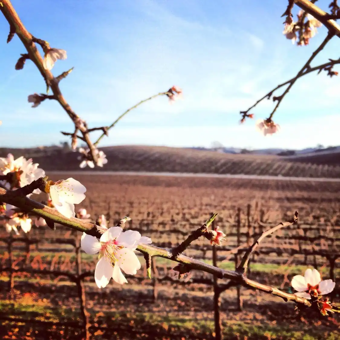 Hotels near Pomar Junction Vineyard & Winery