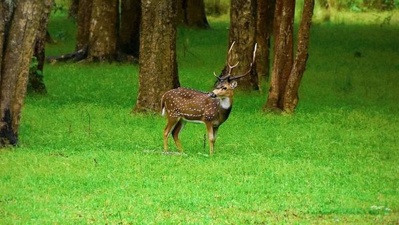 Wayanad Wildlife Sanctuary
