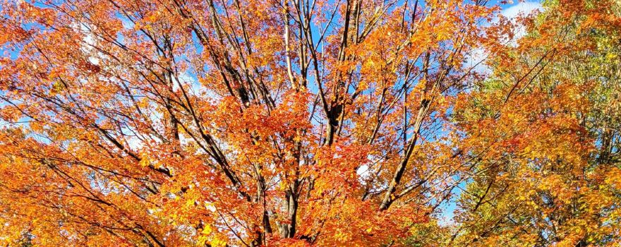Cadwalader Park