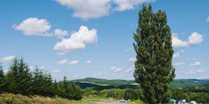 Tree of Ken and Mary