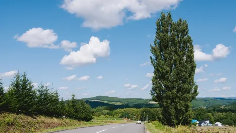 Tree of Ken and Mary attraction in Biei