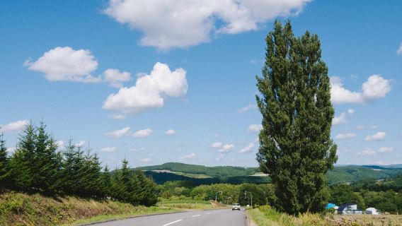 Tree of Ken and Mary