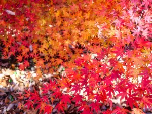 とちぎわんぱく公園