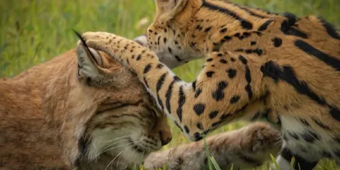 Hawk Creek Wildlife Center