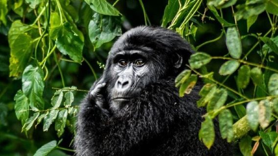 Mgahinga Gorilla National Park