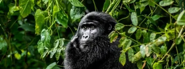 Mgahinga Gorilla National Park