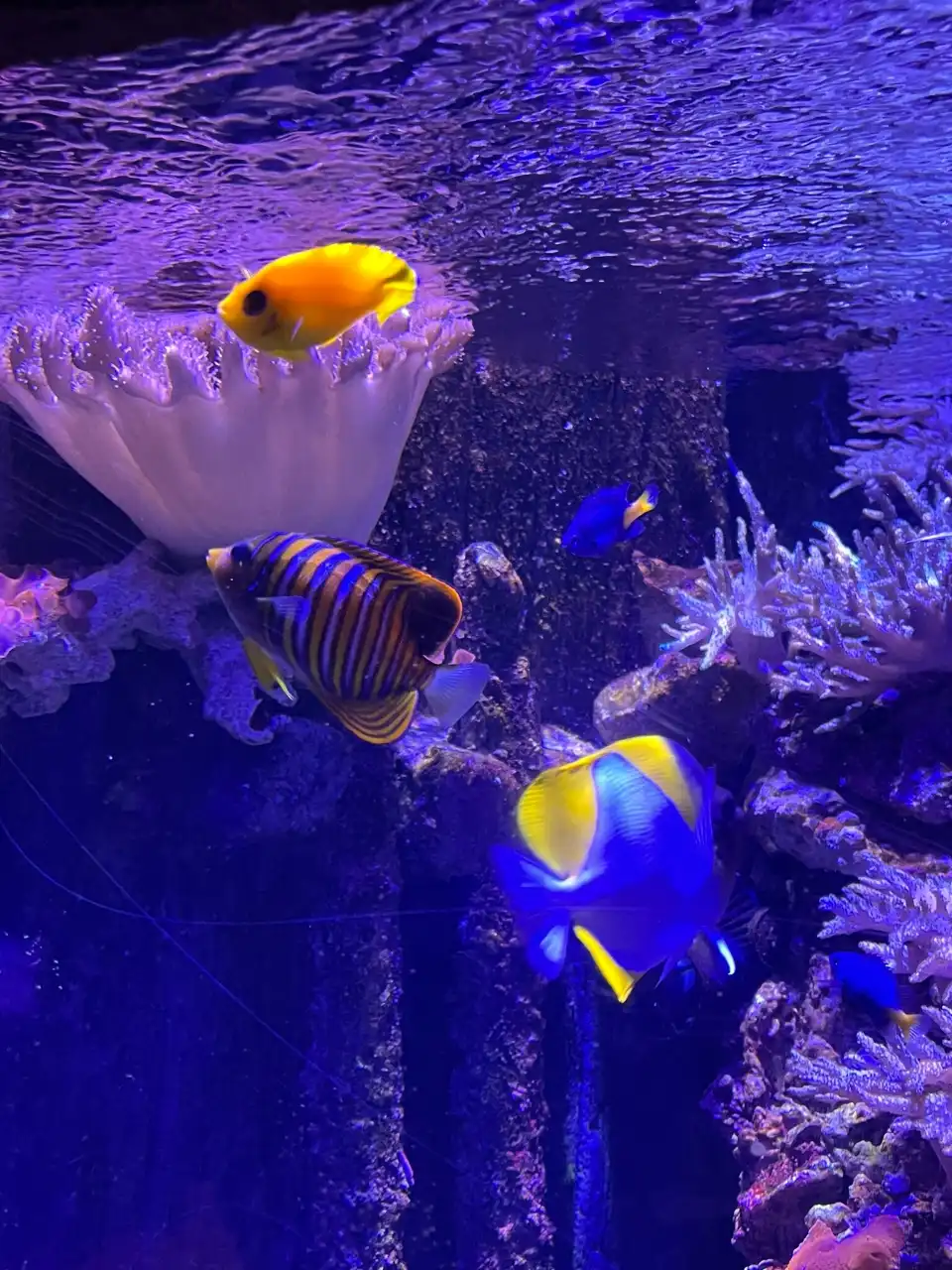 5_加達雲霄樂園海洋生物水族館