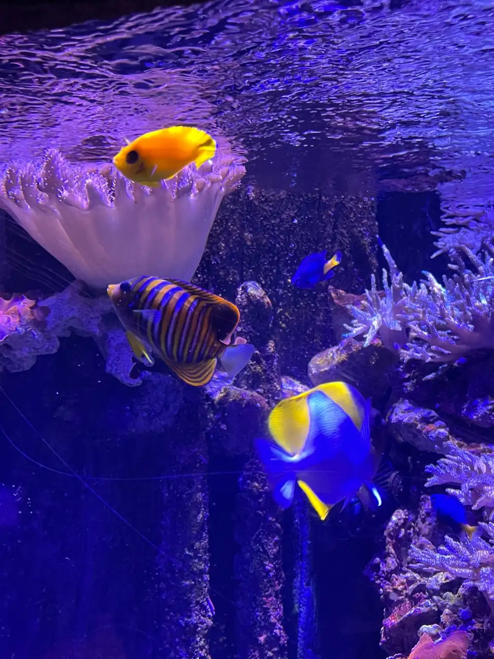 5_加達雲霄樂園海洋生物水族館