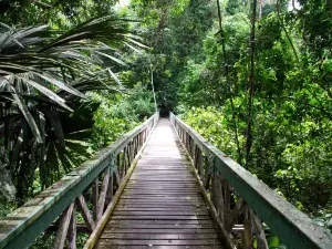 Lambir-Hills-Nationalpark