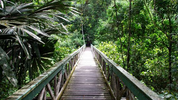 Lambir Hills National Park