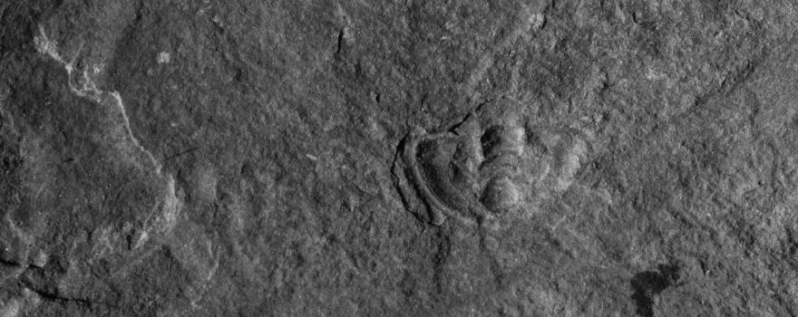 Oak Springs Trilobite Area