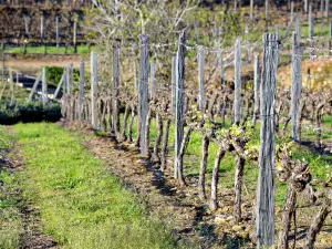 Quinta do Bomfim