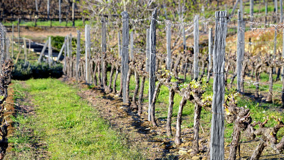 Quinta do Bomfim