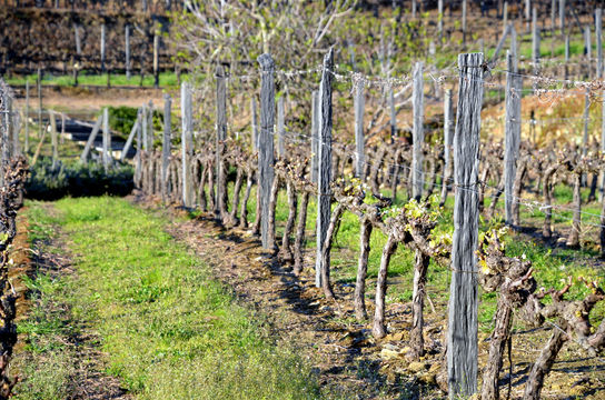 Quinta do Bomfim