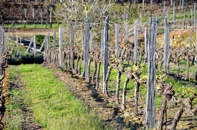 Quinta do Bomfim