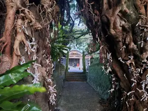 Narao Ako Tree