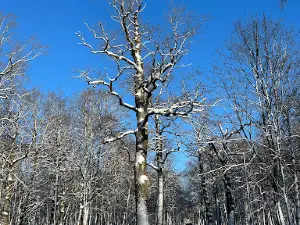 Oak-Wood Park