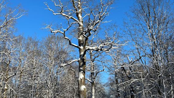Oak Grove Park