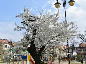 Plac 23 Stycznia